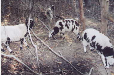 three original ewe lambs in foreground